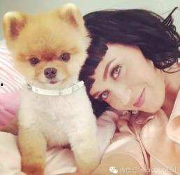 最新台湾狗崽爆料视频,揭秘事件背后惊人真相  第2张