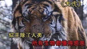 韩国大虎手机在线观看,在线观看揭秘神秘科技力量